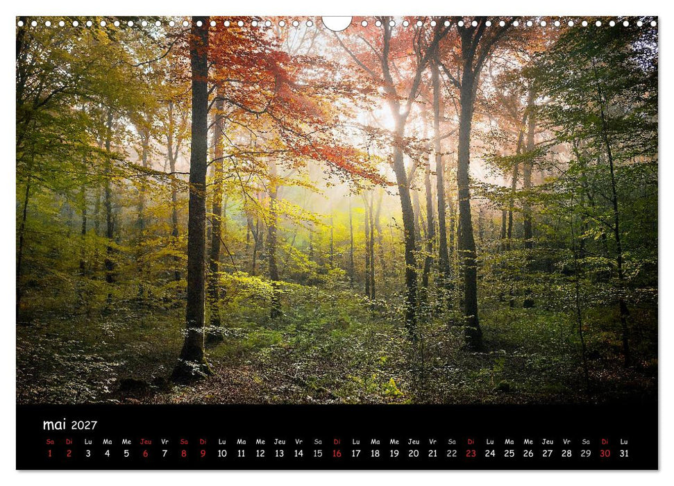 BROCELIANDE, la forêt (CALVENDO Calendrier mensuel 2027)
