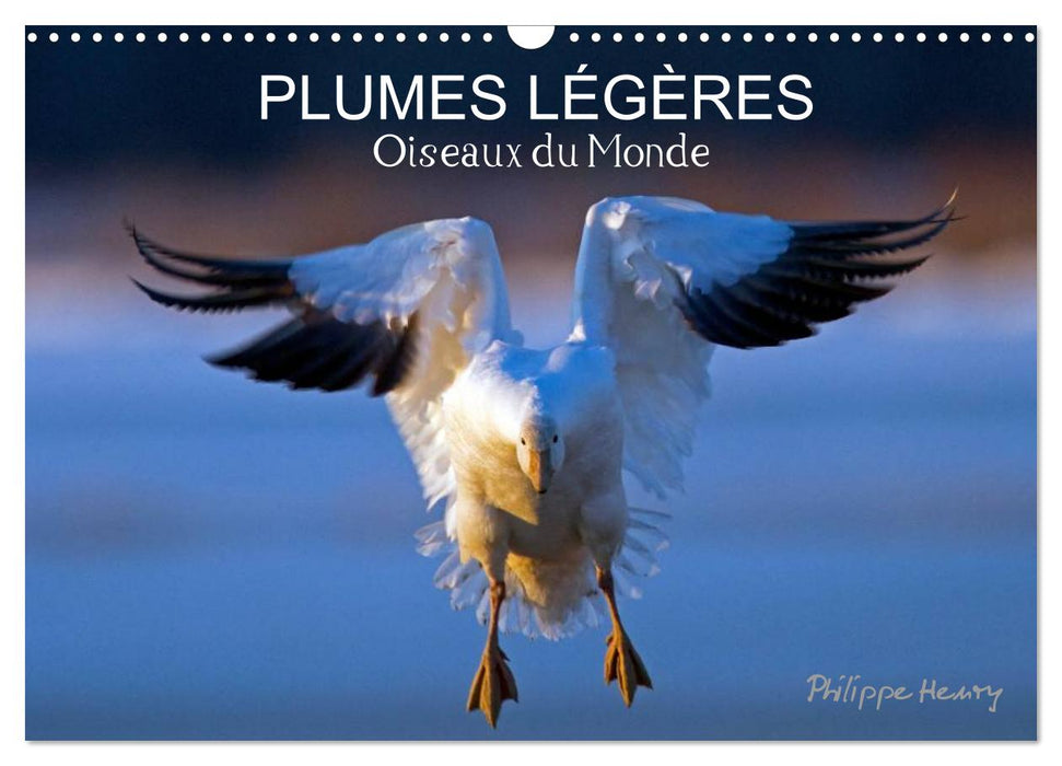 PLUMES LÉGÈRES. Oiseaux du Monde (CALVENDO Calendrier mensuel 2027)