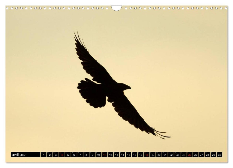 PLUMES LÉGÈRES. Oiseaux du Monde (CALVENDO Calendrier mensuel 2027)