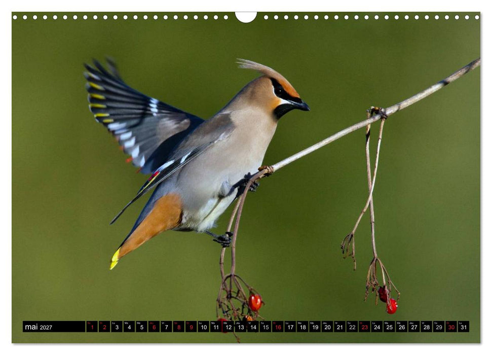 PLUMES LÉGÈRES. Oiseaux du Monde (CALVENDO Calendrier mensuel 2027)