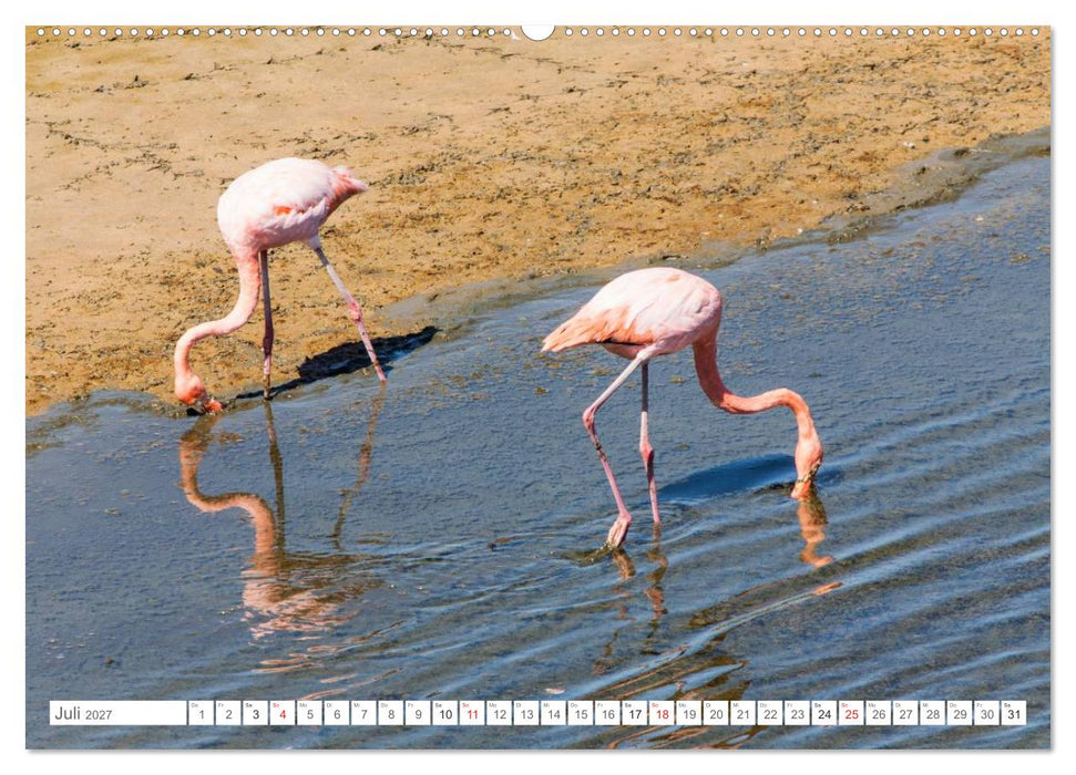 Galapagos. Verzauberte Inseln (CALVENDO Premium Wandkalender 2027)