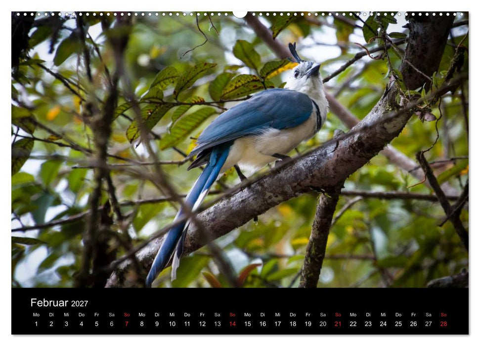 Costa Rica. Faszinierende Tierwelt (CALVENDO Wandkalender 2027)