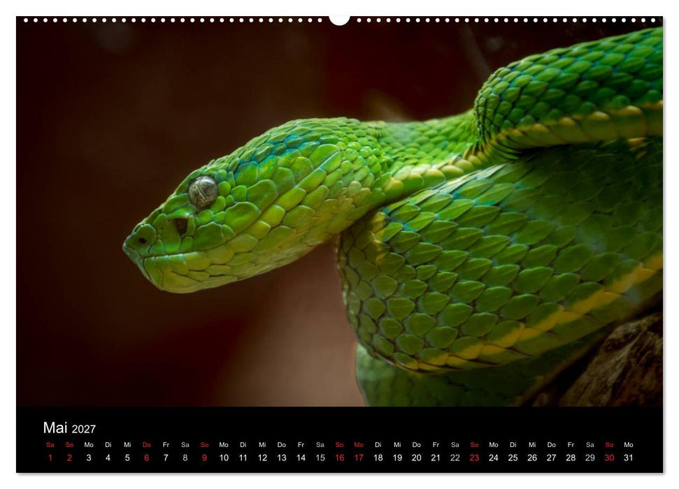 Costa Rica. Faszinierende Tierwelt (CALVENDO Wandkalender 2027)