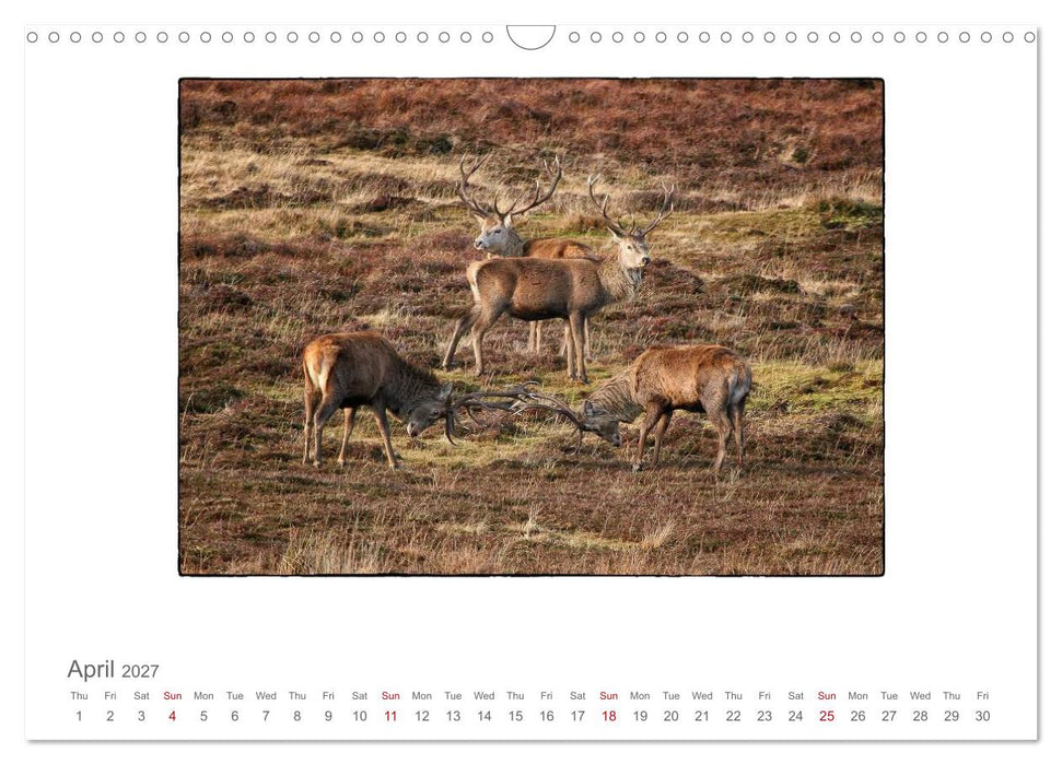 Wild Deer In The Highlands (CALVENDO Monthly Calendar 2027)