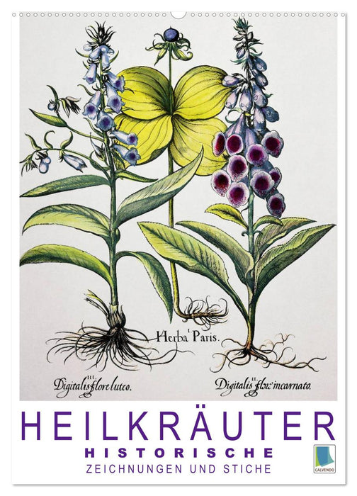 Heilkräuter: Historische Zeichnungen und Stiche (CALVENDO Wandkalender 2027)