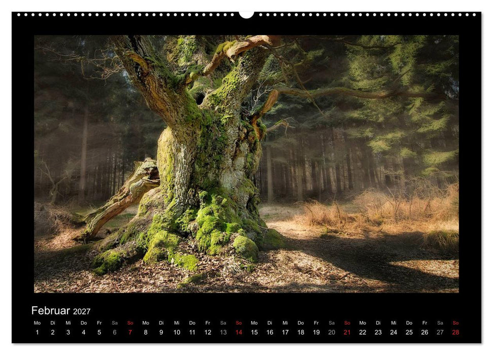 Märchenhafter Reinhardswald und Urwald Sababurg (CALVENDO Wandkalender 2027)
