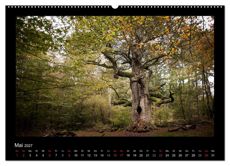 Märchenhafter Reinhardswald und Urwald Sababurg (CALVENDO Wandkalender 2027)