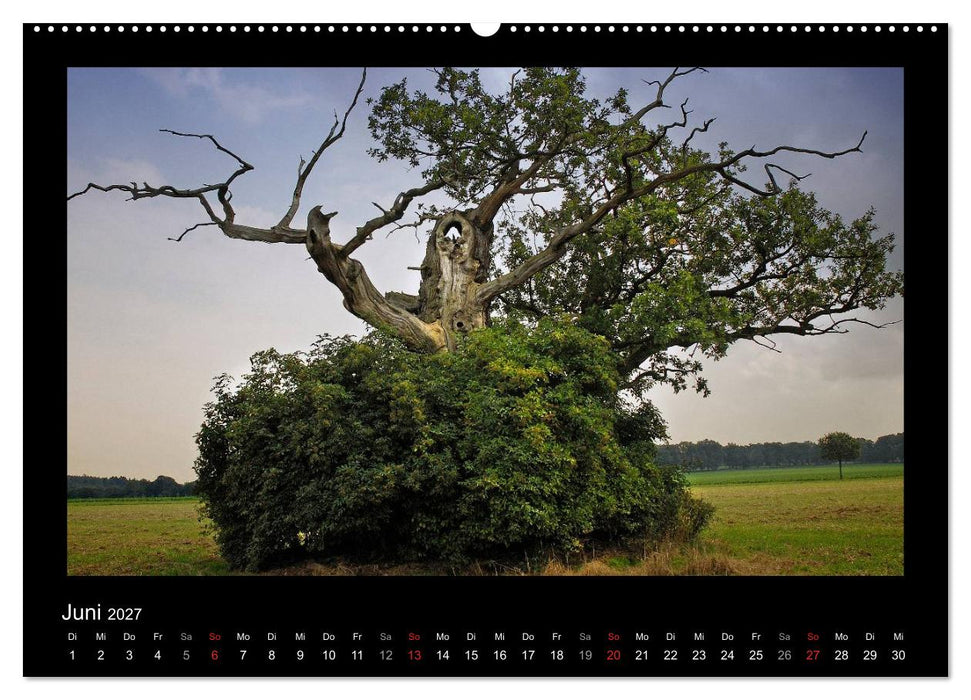 Märchenhafter Reinhardswald und Urwald Sababurg (CALVENDO Wandkalender 2027)