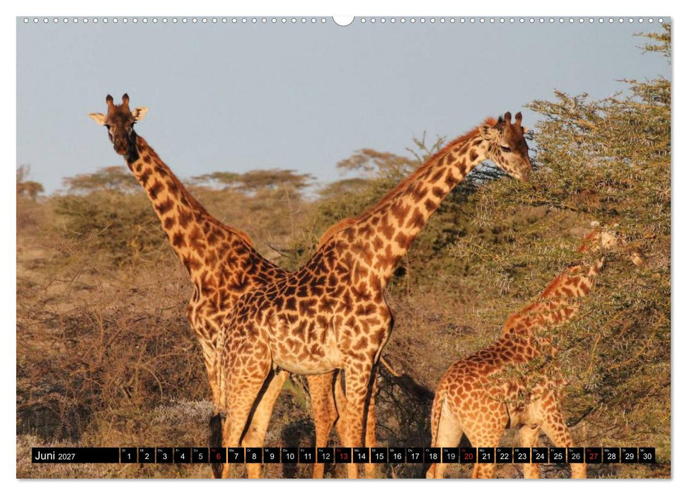 Wildes Leben in Afrika (CALVENDO Premium Wandkalender 2027)