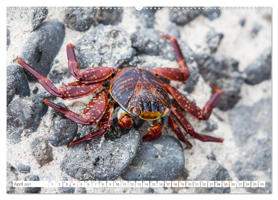 Galapagos. Verzauberte Inseln (CALVENDO Wandkalender 2027)