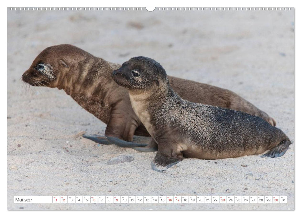 Galapagos. Verzauberte Inseln (CALVENDO Wandkalender 2027)