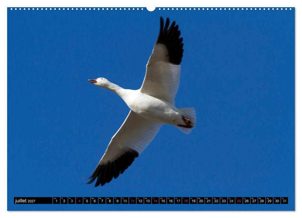 PLUMES LÉGÈRES. Oiseaux du Monde (CALVENDO Calendrier supérieur 2027)
