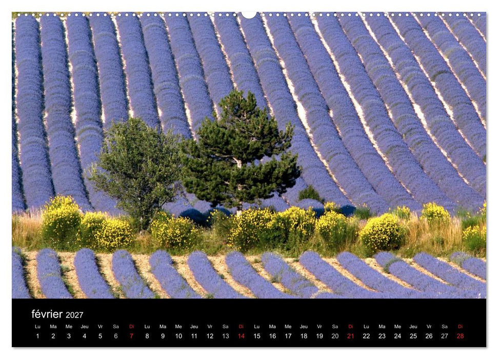 Lavande, l'or bleu de Provence (CALVENDO Calendrier supérieur 2027)