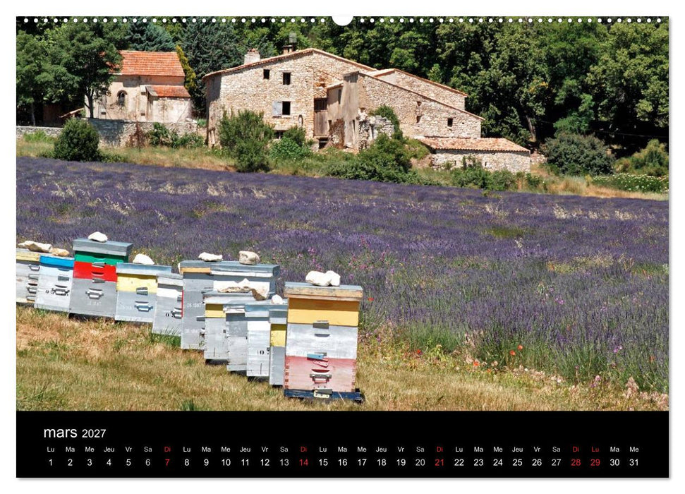 Lavande, l'or bleu de Provence (CALVENDO Calendrier supérieur 2027)
