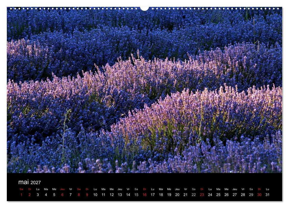 Lavande, l'or bleu de Provence (CALVENDO Calendrier supérieur 2027)