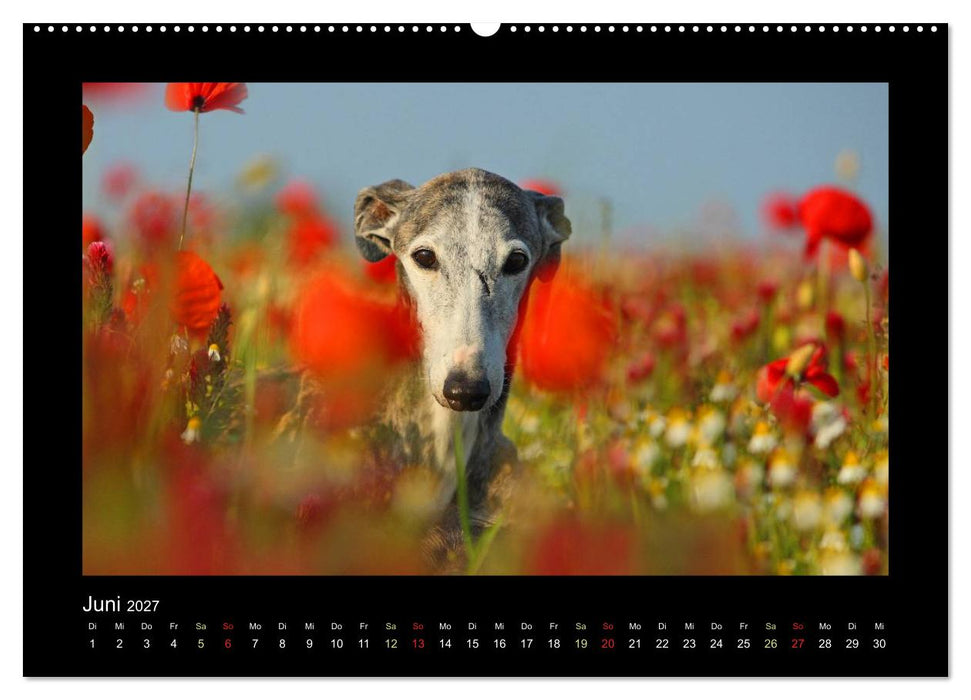 Windhund bunt (CALVENDO Premium Wandkalender 2027)