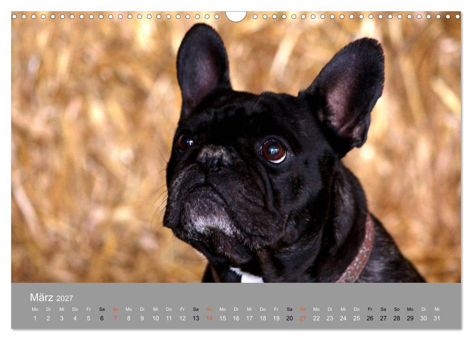 Graue Schnuten - Hunde in den besten Jahren (CALVENDO Wandkalender 2027)