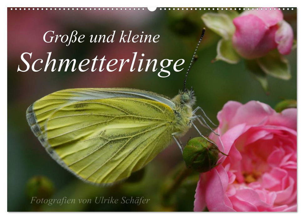 Große und kleine Schmetterlinge (CALVENDO Wandkalender 2027)