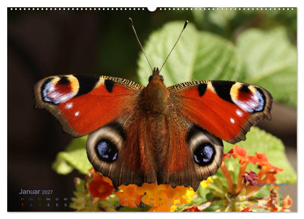 Große und kleine Schmetterlinge (CALVENDO Wandkalender 2027)