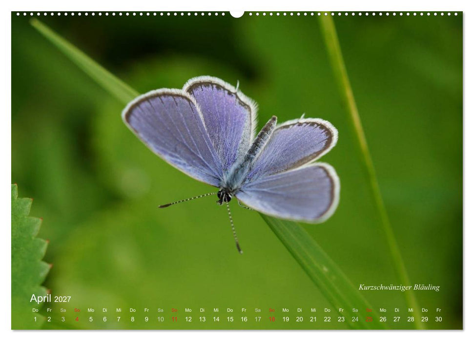 Große und kleine Schmetterlinge (CALVENDO Wandkalender 2027)