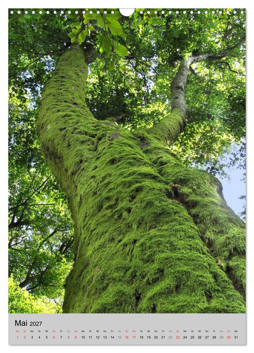 Faszination Baum (CALVENDO Wandkalender 2027)