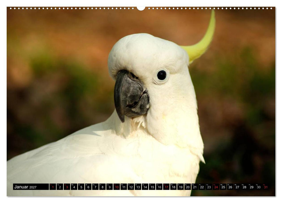 Die Tierwelt in Australien (CALVENDO Premium Wandkalender 2027)