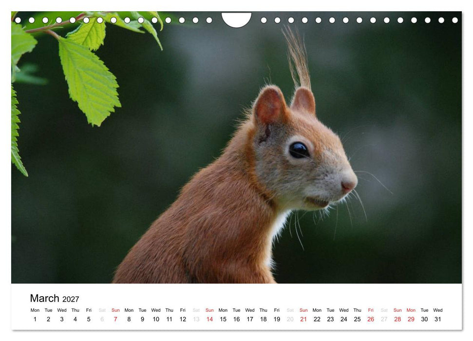 The red squirrels (CALVENDO Monthly Calendar 2027)