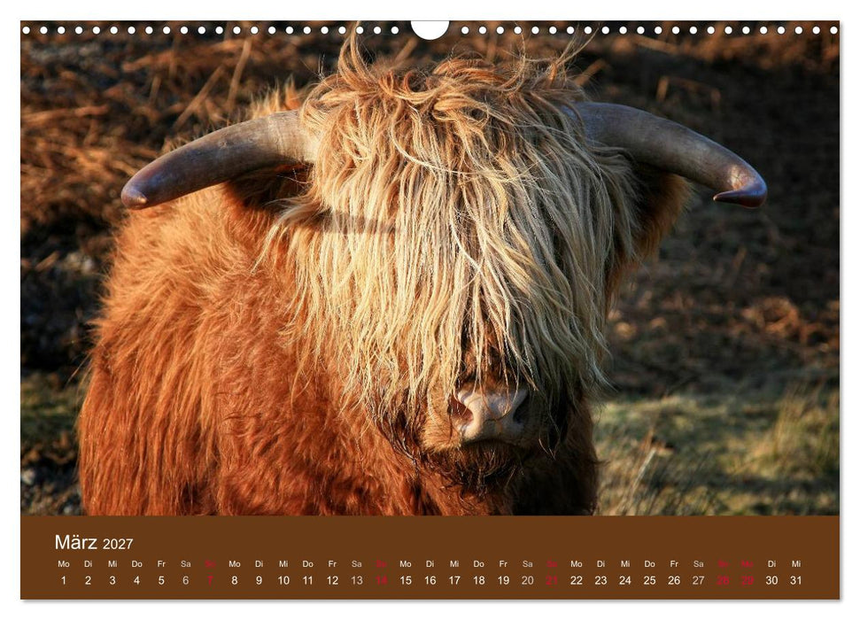 Schottische Hochlandrinder - Highland Cattle (CALVENDO Wandkalender 2027)