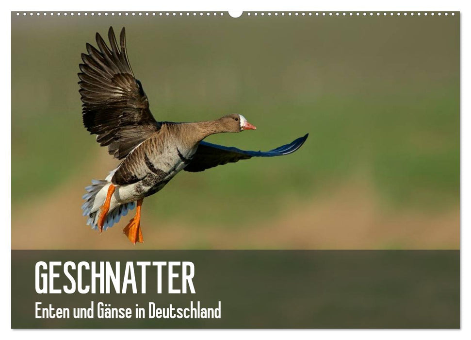 Geschnatter - Enten und Gänse in Deutschland (CALVENDO Wandkalender 2027)