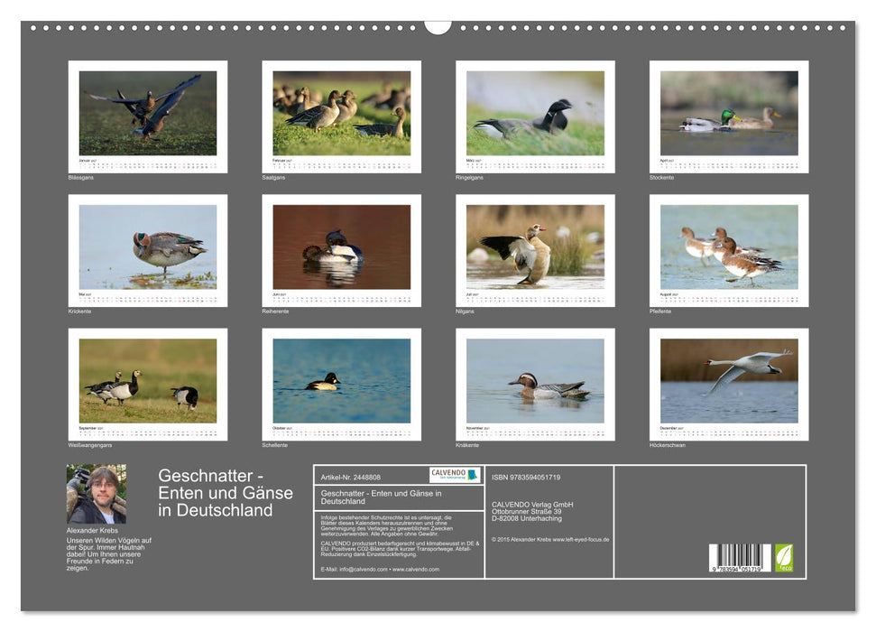 Geschnatter - Enten und Gänse in Deutschland (CALVENDO Wandkalender 2027)