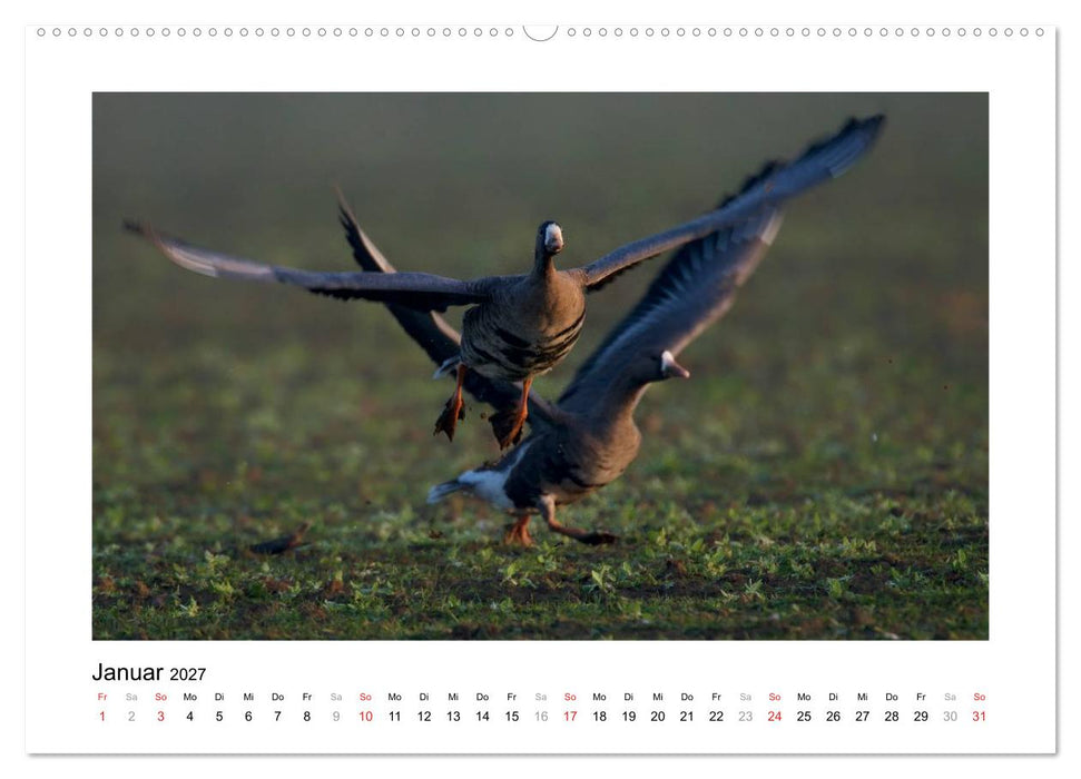 Geschnatter - Enten und Gänse in Deutschland (CALVENDO Wandkalender 2027)