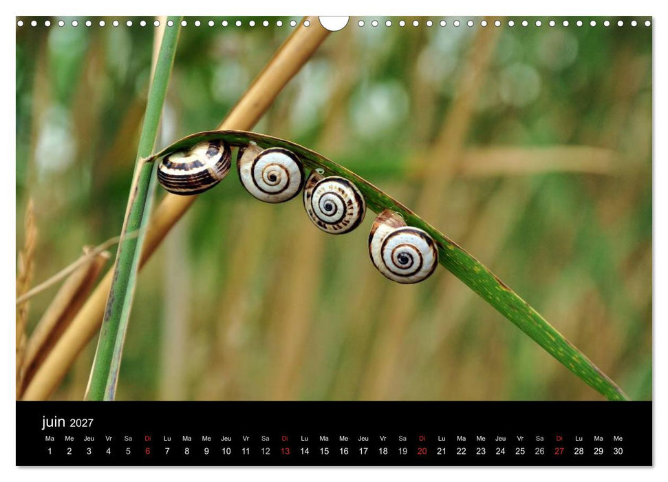 Camargue Entre mer et nature (CALVENDO Calendrier mensuel 2027)