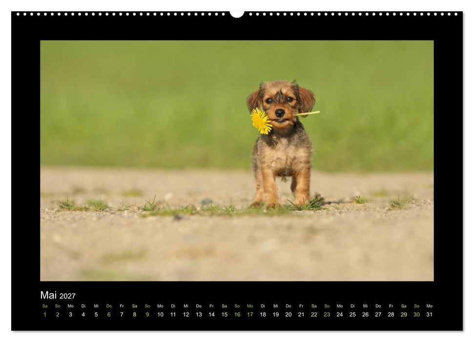 Allerlei Hundekinder (CALVENDO Wandkalender 2027)