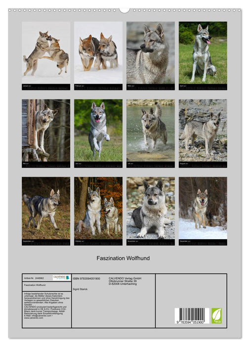 Faszination Wolfhund (CALVENDO Premium Wandkalender 2027)