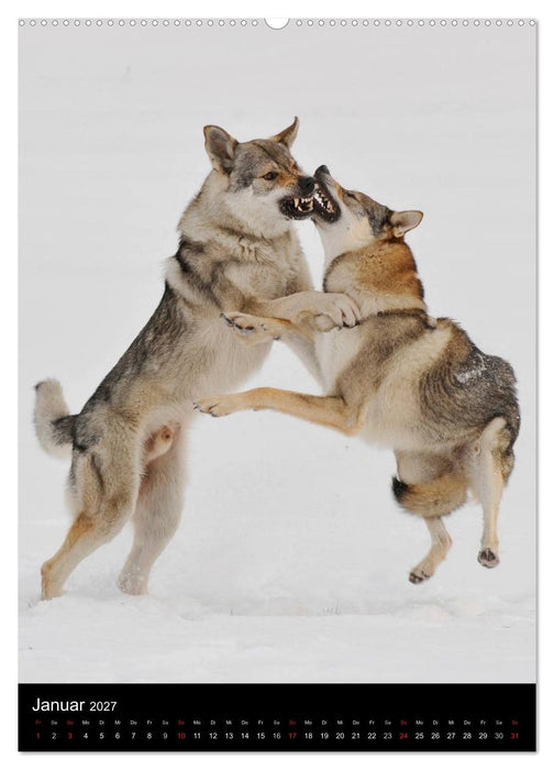 Faszination Wolfhund (CALVENDO Premium Wandkalender 2027)