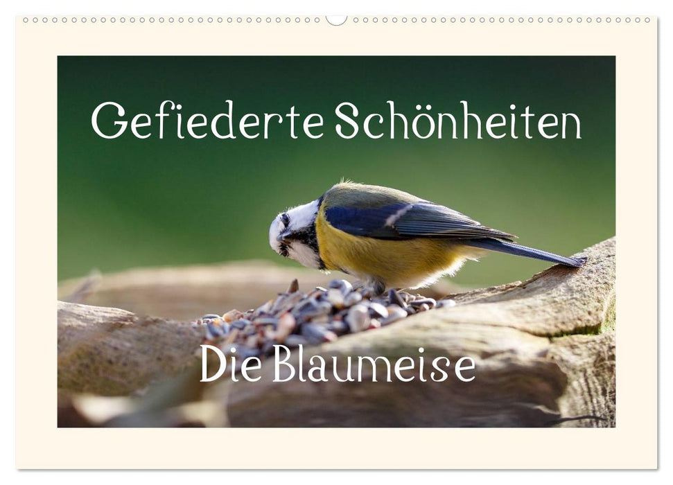 Gefiederte Schönheiten - Die Blaumeise (CALVENDO Wandkalender 2027)