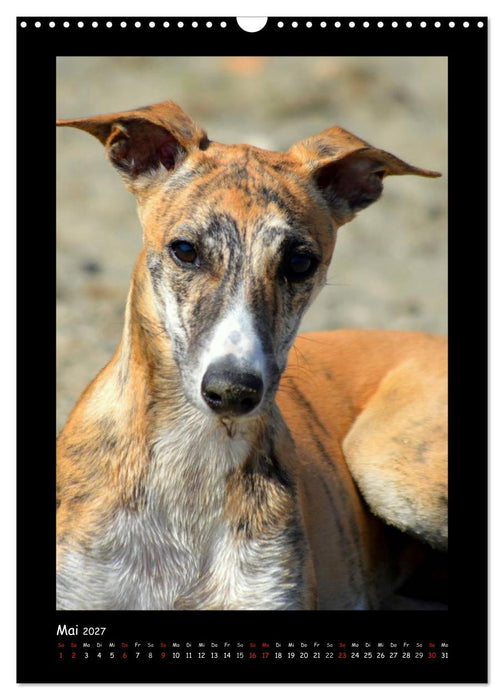 Ein Whippet wird erwachsen (CALVENDO Wandkalender 2027)