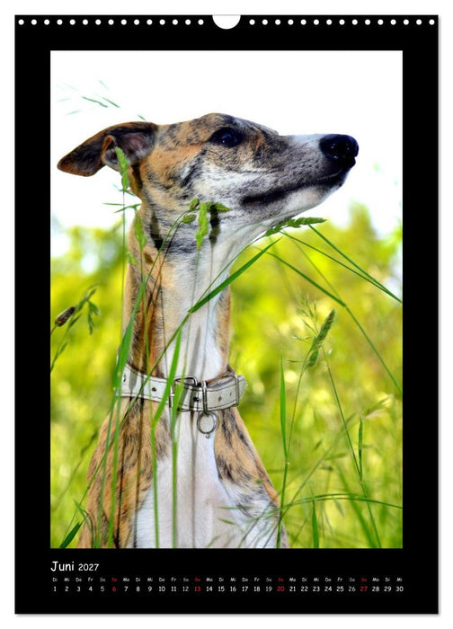 Ein Whippet wird erwachsen (CALVENDO Wandkalender 2027)