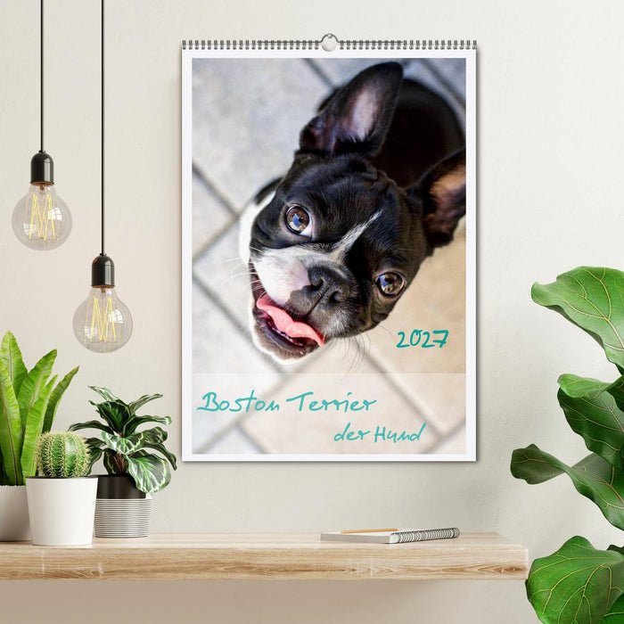 Boston Terrier der Hund 2027 (CALVENDO Wandkalender 2027)