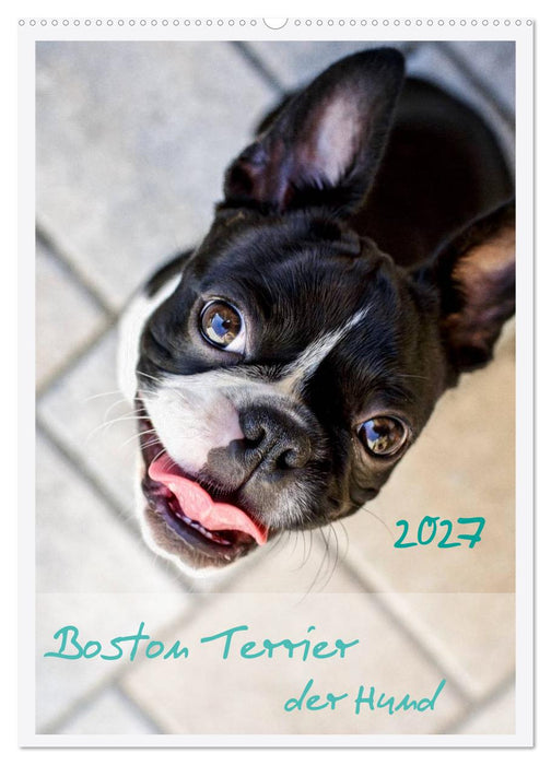 Boston Terrier der Hund 2027 (CALVENDO Wandkalender 2027)