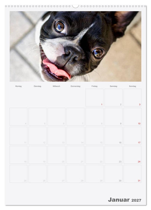 Boston Terrier der Hund 2027 (CALVENDO Wandkalender 2027)