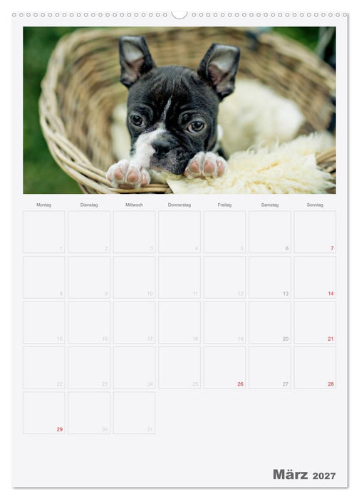 Boston Terrier der Hund 2027 (CALVENDO Wandkalender 2027)