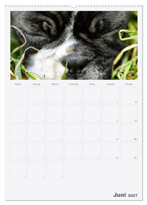 Boston Terrier der Hund 2027 (CALVENDO Wandkalender 2027)