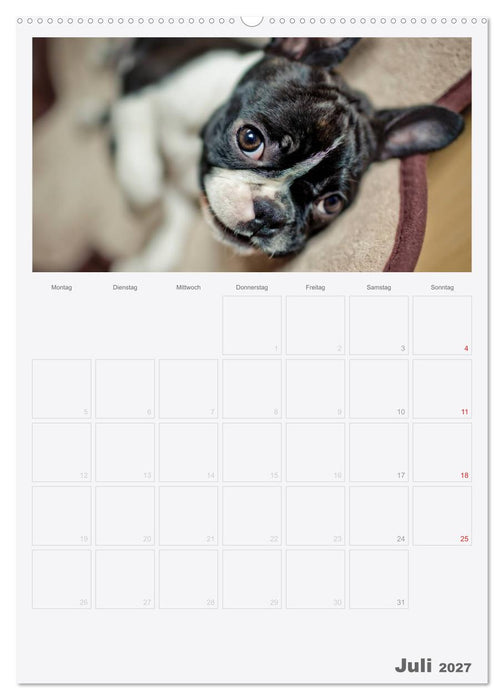 Boston Terrier der Hund 2027 (CALVENDO Premium Wandkalender 2027)