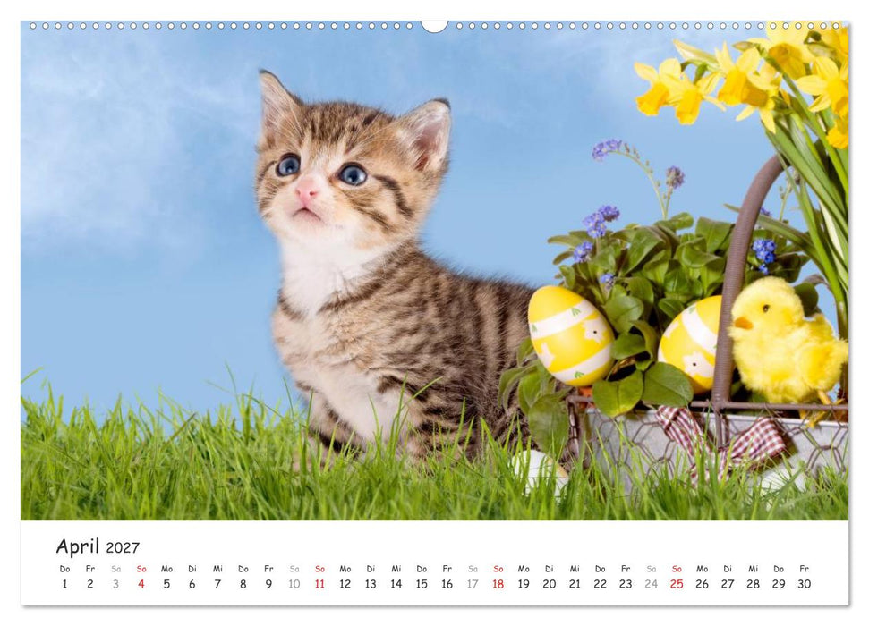 Kätzchen 2027 (CALVENDO Premium Wandkalender 2027)