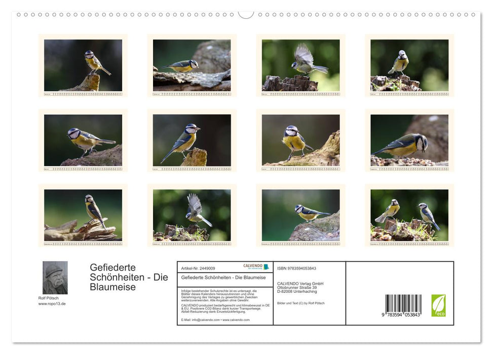 Gefiederte Schönheiten - Die Blaumeise (CALVENDO Premium Wandkalender 2027)