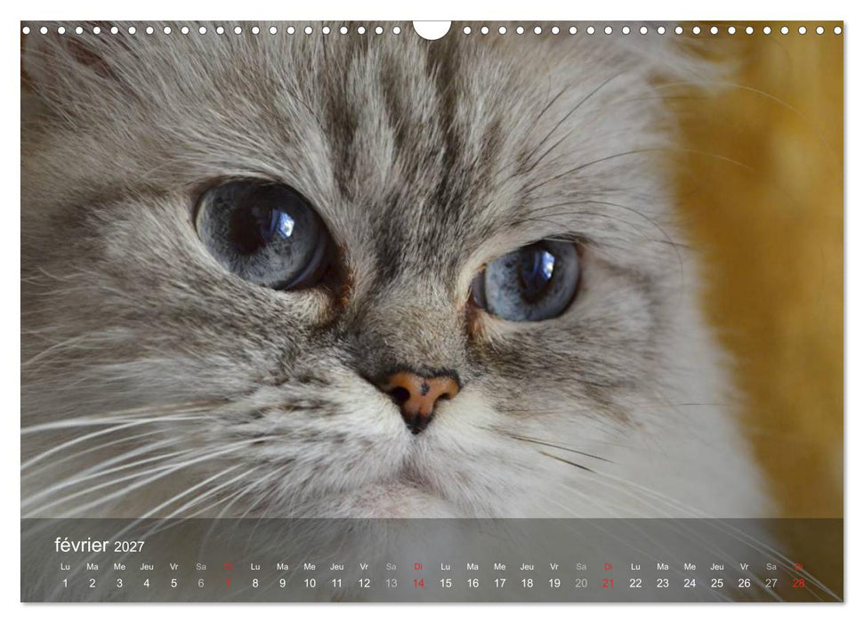 Mine de chat (CALVENDO Calendrier mensuel 2027)