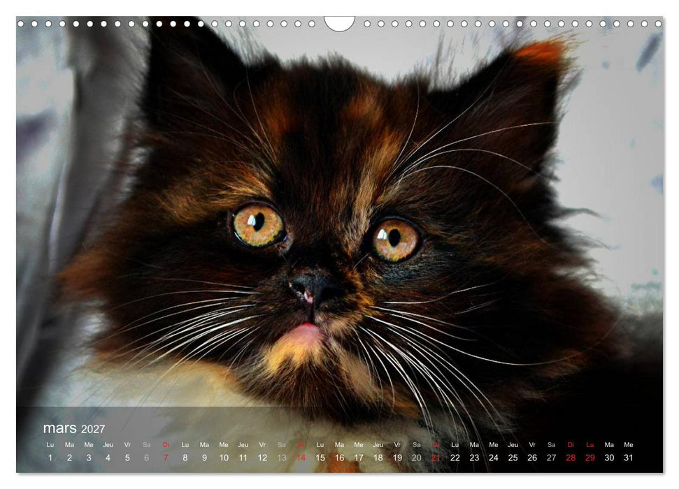 Mine de chat (CALVENDO Calendrier mensuel 2027)