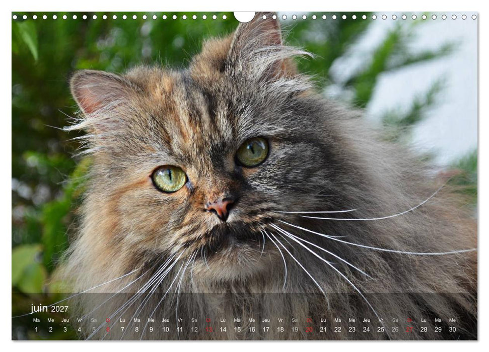 Mine de chat (CALVENDO Calendrier mensuel 2027)