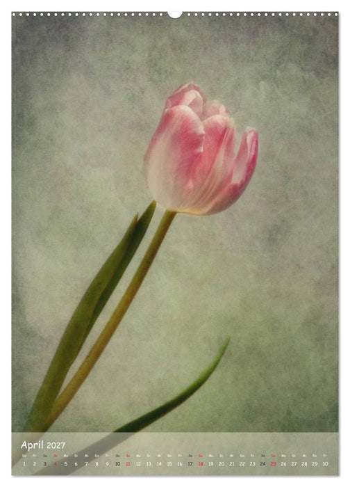 Blumengeflüster (CALVENDO Premium Wandkalender 2027)